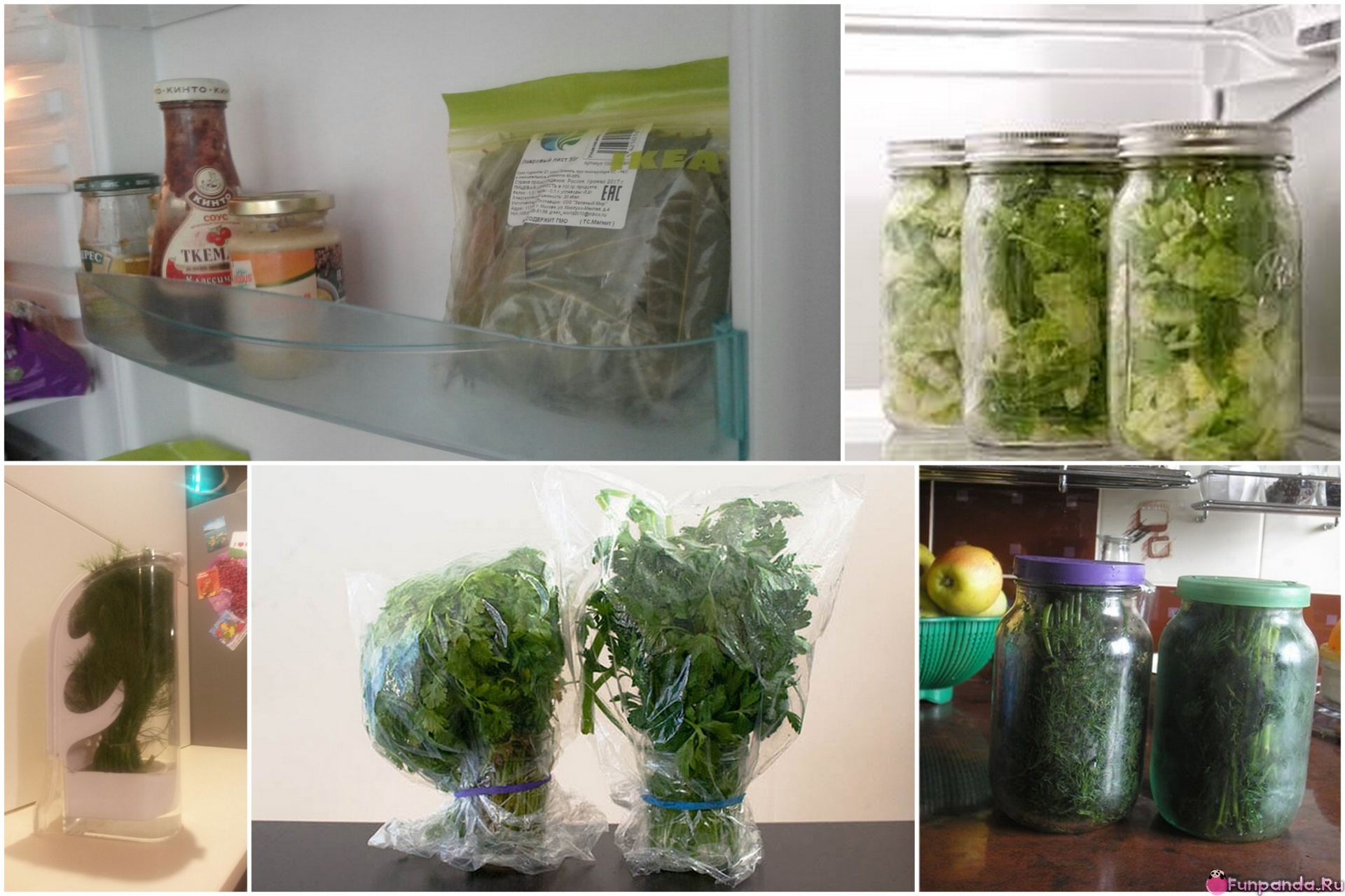 Как лучше сохранить срезанную. Холодильник для зелени. Хранение зелени. Хранение зелени в холодильнике. Пакеты для хранения зелени в холодильнике.